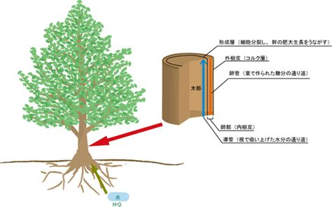 樹 根|樹木根の成長と構造の基礎的な仕組みと競争・共生関係